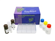 Human Apoptosis Array C1