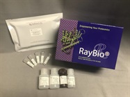 COVID-19 Spike-ACE2 Binding Assay Kit