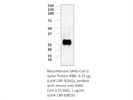 Mouse anti-SARS-COV-2-S1RBD (1H2-D8-A12)