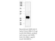 Mouse anti-SARS-COV-2-S1RBD (1H2-D8-A12)