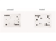 Great Kit for Investigating Unknown Cytokines