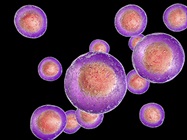 Guide to Single-Cell Isolation