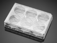 Overcoming the Challenges of Scaling Up Adherent Cells