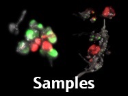 Rapid Multiplex Fluorescence Screening in Plants