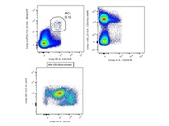 Ok Anti-CD138 Antibody