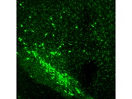 Great for Free-Floating Immunofluorescence of Rat Brain Tissue