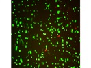 Sorting Retinal Cells with Miltenyi Cell Sorter