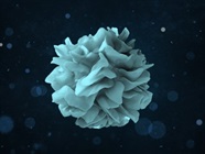A Guide to Dendritic Cell Markers