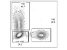 Human Anti-Vd2 Antibody Gives Good Results