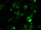 CD11b Works Very Well