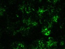 Reliable Antibody to Identify F8/40+ Cells