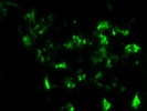 Very Good CD8a Antibody for Immunofluorescence