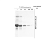 Macherey-Nagel Protino Ni-NTA Agarose