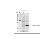 IPTG-Dioxan Free Works Great