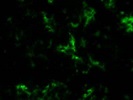 CD11c Antibody Works Great