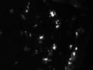 Recombinant Antibody Works Well for IF
