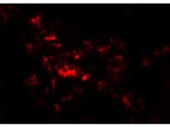 Staining of CD8a Cells