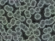 Improving the Accuracy of Cell Counting