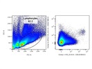 Reasonable Anti-Mouse TACI Antibody