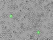 Accurately Monitor Cell Health During CAR-T Cell Therapy Production with the LUNA-FX7