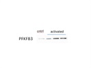 Great Antibody for PFKFB3 Detection