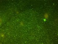 Guide to Flow Cytometry Fluorophore Selection