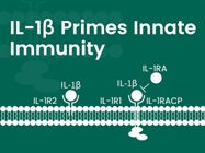 Human IL-1 beta / IL1B Protein
