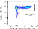 Antibody Stains Thy1.2+ Great