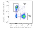 Stains CD8+ Cells Very Well