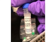 Anti-HA Antibody Works Great for Immunoblotting