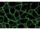 Great Alexa Fluor 488 Goat Anti-Mouse antibody