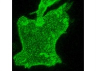 Great Alexa Fluor 488 Goat Anti-Rabbit