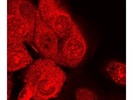 Great Alexa Fluor 546 Goat Anti-Rabbit