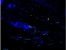 CD11b Antibody Works Well for Immunofluorescence