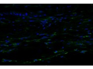 IL-1 beta Antibody Works Great for Immunofluorescence