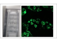 Labtek Chambered Coverglass w/cvr borosilicate Sterile Works Well