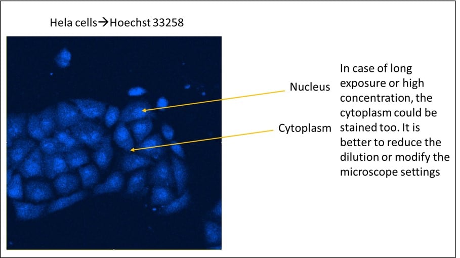Hoechst 33258 Solution 1 mg/mL in H2O Kit/Reagent Review