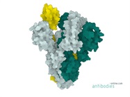 Effectiveness of SARS-CoV-2 Antibodies in Tackling Novel Virus Mutants