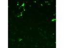 Excellent Anti-CD1a Antibody
