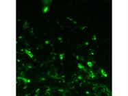 Anti-Human CD14-FITC Monoclonal Antibody for IF