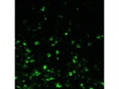 Great FITC Anti-Human CD16 Antibody