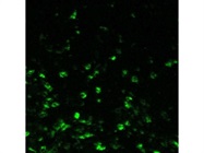 Great FITC Anti-Human CD16 Antibody