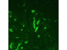 Miltenyi Antibody Stains CD39 Well