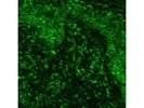 Very Good CD107a Antibody for Immunofluorescence