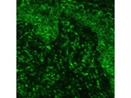 Very Good CD107a Antibody for Immunofluorescence