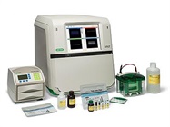 Stain-Free Western Blotting Workflow