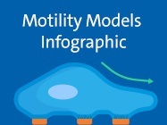 Could Halting Cancer Cell Motility Stop Metastasis in Its Tracks?