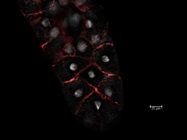 Custom Antibody