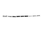 Good Antibody to Detect Glud1/2 Expression via Western Blot