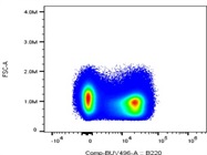 Great Antibody to Detect B Cells